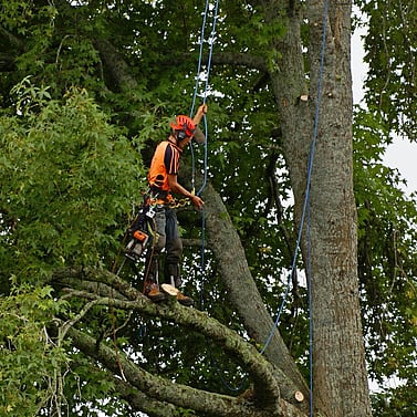 Climber with hi-vis helmet and chainsaw working in the canopy of a large native tree