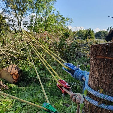 Felling rigging with ropes anchored to a fresh stump, foliage on the ground