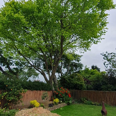 Total Tree Care work in progress in a residential property