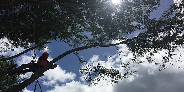 Total Tree Care climber working high in the canopy, hi-vis helmet against the Waikato sky