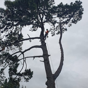 Climber working high in a tall pine against a stormy Waikato sky