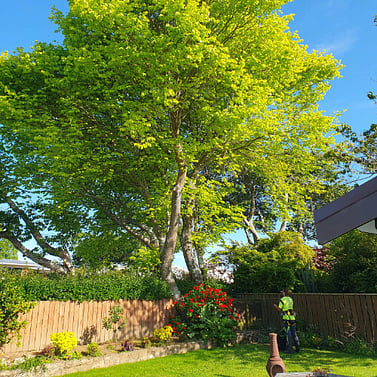 Tidy residential garden with a Total Tree Care crew member working in the trees behind a hedge